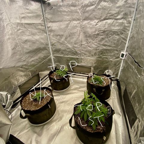 Mango Smile - Mephisto Genetics  growlog timeline photo
