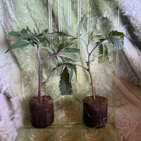 Permanent Marker growlog timeline photo