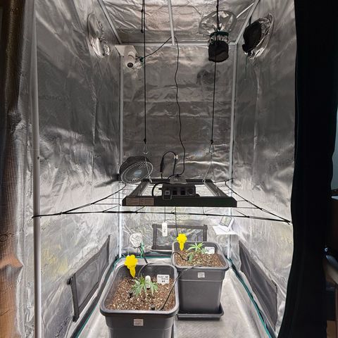 Permanent Marker growlog timeline photo