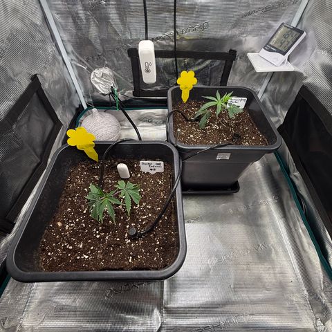 Permanent Marker growlog timeline photo