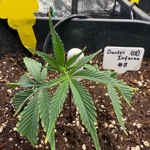 Dante‘s Inferno #8 growlog timeline photo