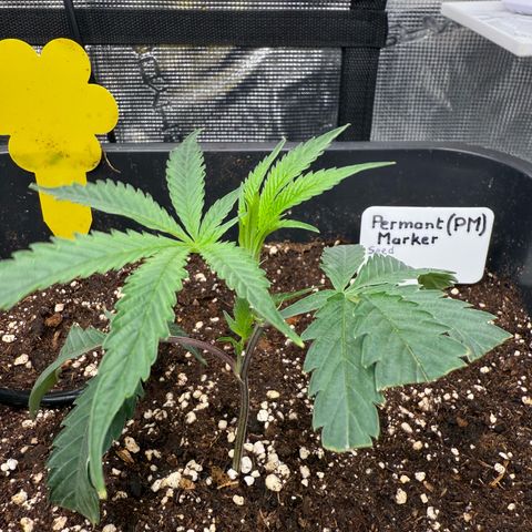 Permanent Marker growlog timeline photo