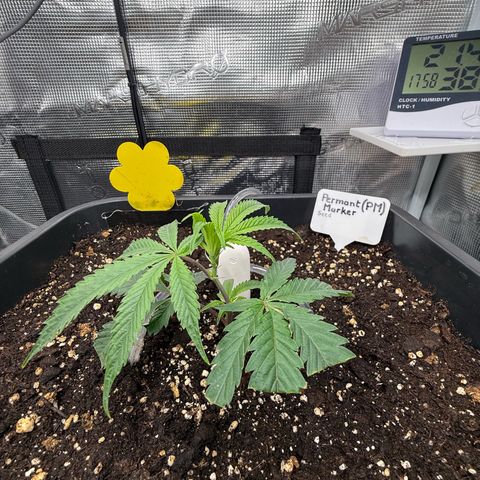 Permanent Marker growlog timeline photo