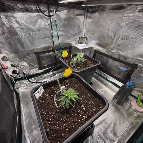Permanent Marker growlog timeline photo