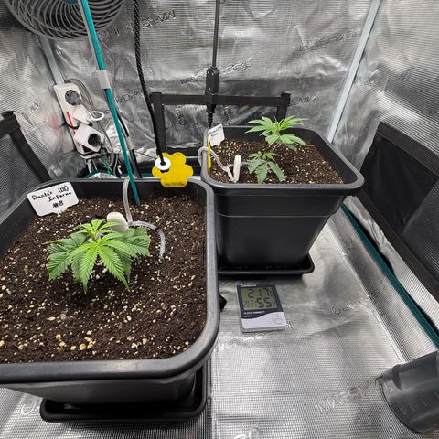 Permanent Marker growlog timeline photo