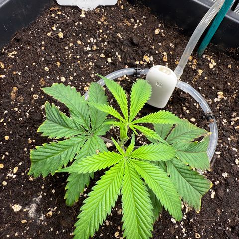 Dante‘s Inferno #8 growlog timeline photo