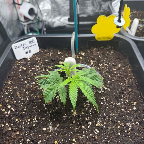 Dante‘s Inferno #8 growlog timeline photo