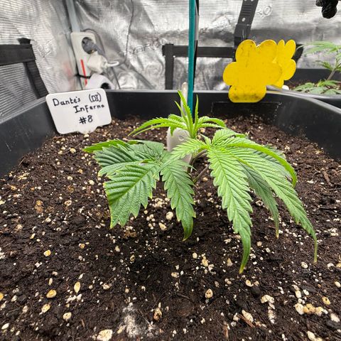 Dante‘s Inferno #8 growlog timeline photo