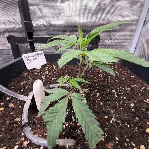 Permanent Marker growlog timeline photo