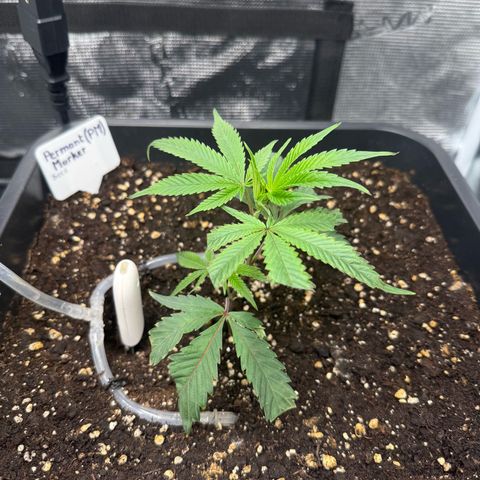 Permanent Marker growlog timeline photo