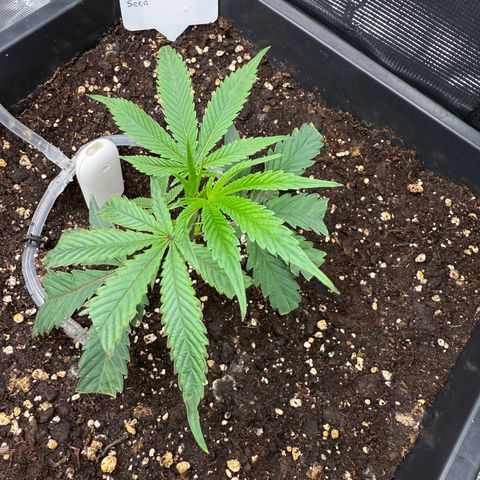 Permanent Marker growlog timeline photo