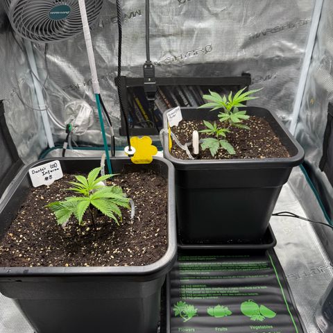 Permanent Marker growlog timeline photo