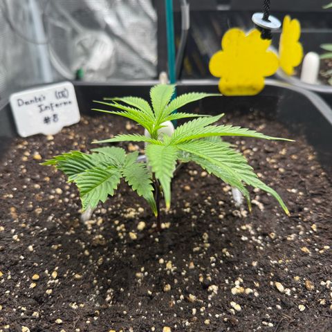 Dante‘s Inferno #8 growlog timeline photo