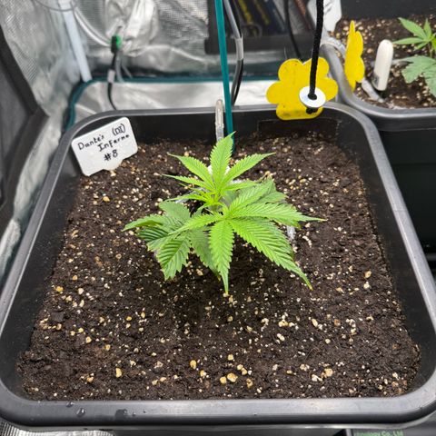 Dante‘s Inferno #8 growlog timeline photo