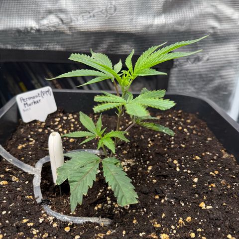 Permanent Marker growlog timeline photo
