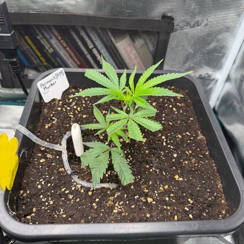 Permanent Marker growlog timeline photo