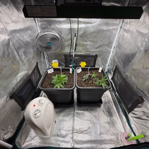 Permanent Marker growlog timeline photo