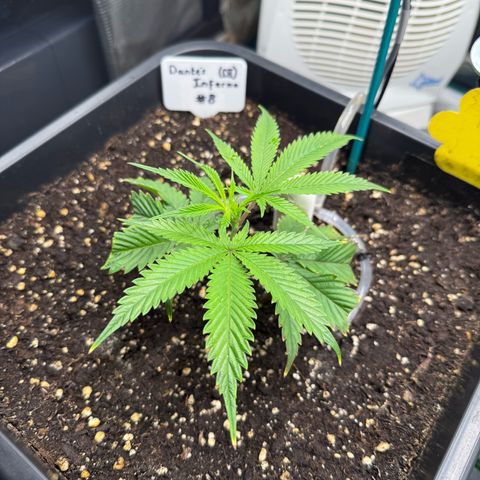 Dante‘s Inferno #8 growlog timeline photo