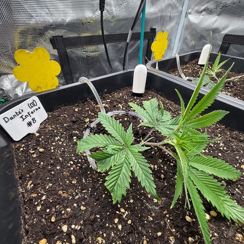 Dante‘s Inferno #8 growlog timeline photo