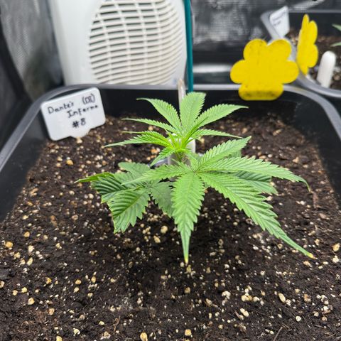 Dante‘s Inferno #8 growlog timeline photo