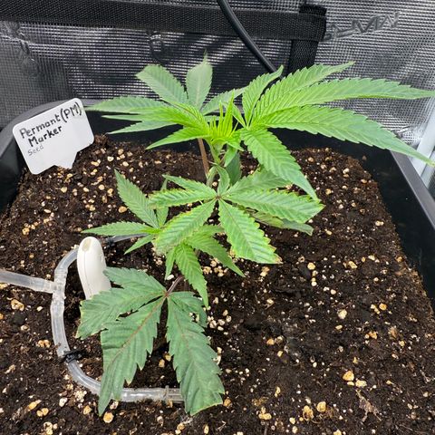 Permanent Marker growlog timeline photo