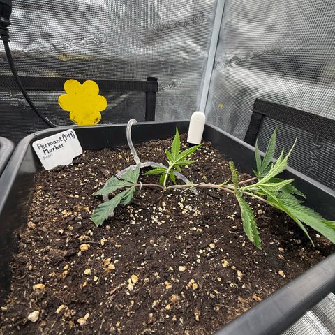 Permanent Marker growlog timeline photo