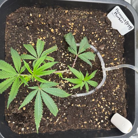 Permanent Marker growlog timeline photo