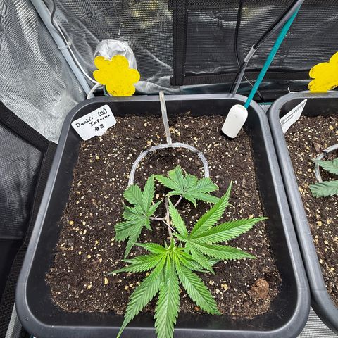 Dante‘s Inferno #8 growlog timeline photo
