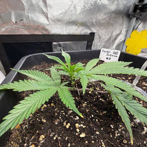 Dante‘s Inferno #8 growlog timeline photo
