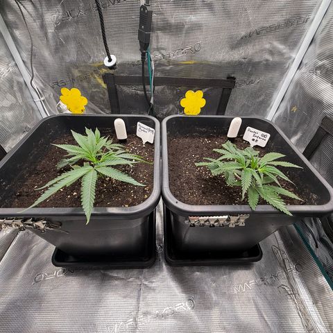 Permanent Marker growlog timeline photo