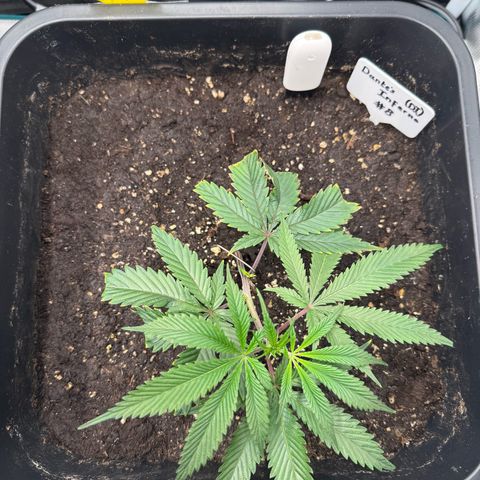 Dante‘s Inferno #8 growlog timeline photo