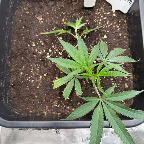 Permanent Marker growlog timeline photo