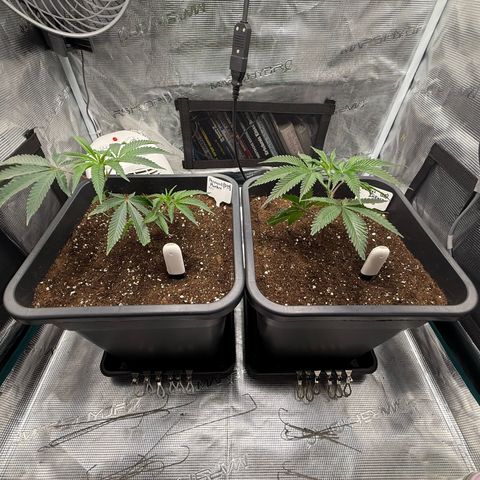 Permanent Marker growlog timeline photo