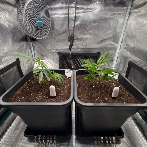 Permanent Marker growlog timeline photo