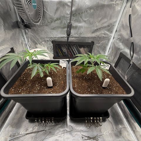 Permanent Marker growlog timeline photo