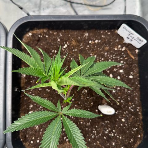 Dante‘s Inferno #8 growlog timeline photo