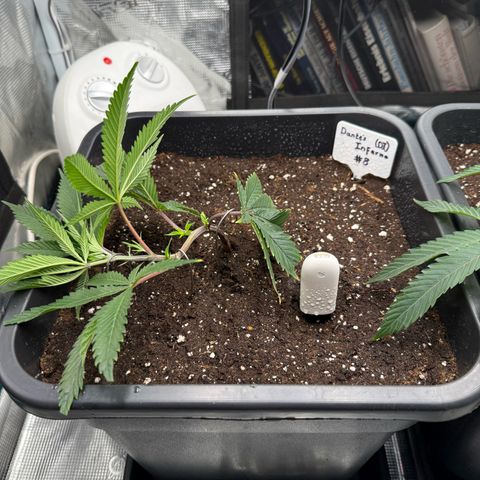 Dante‘s Inferno #8 growlog timeline photo