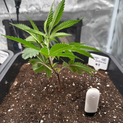 Dante‘s Inferno #8 growlog timeline photo