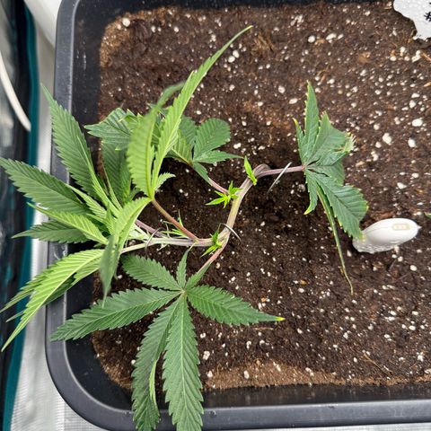Dante‘s Inferno #8 growlog timeline photo
