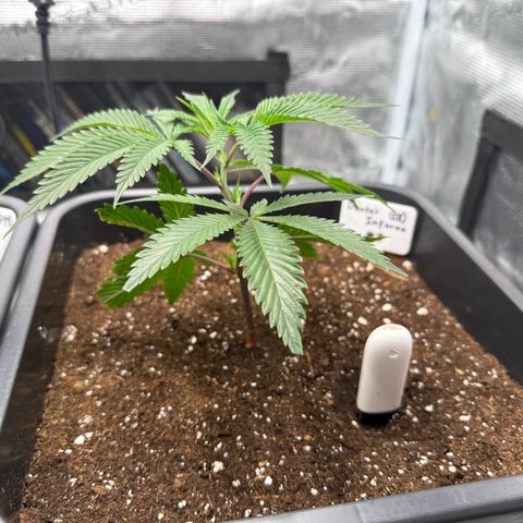 Dante‘s Inferno #8 growlog timeline photo