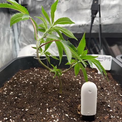 Permanent Marker growlog timeline photo