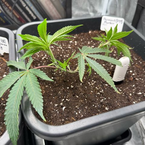 Permanent Marker growlog timeline photo