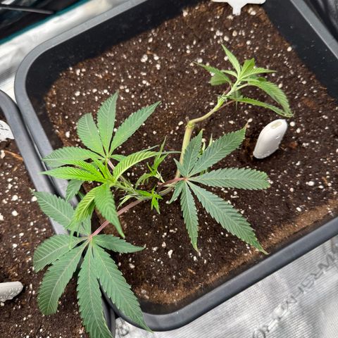 Permanent Marker growlog timeline photo