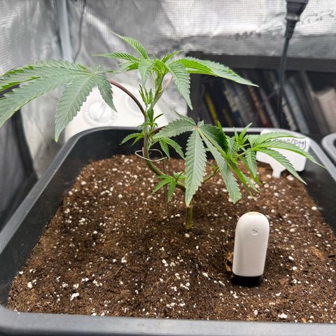 Permanent Marker growlog timeline photo