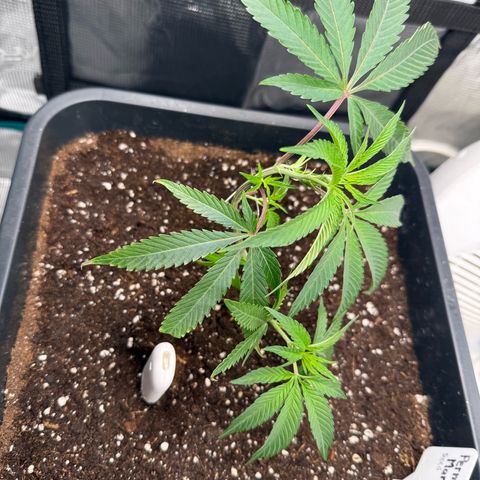 Permanent Marker growlog timeline photo