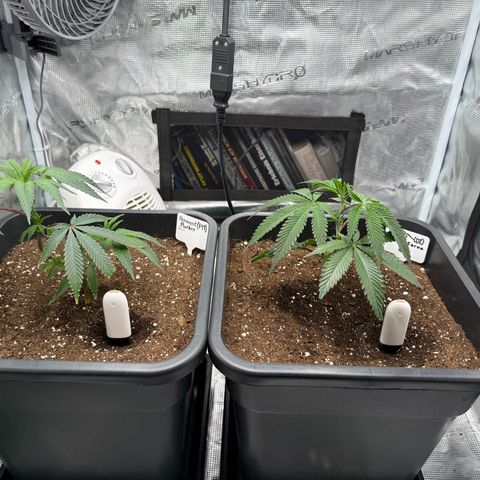 Permanent Marker growlog timeline photo