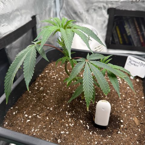 Permanent Marker growlog timeline photo