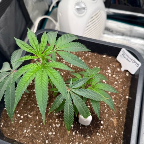 Permanent Marker growlog timeline photo