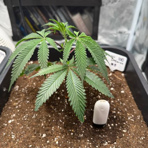 Dante‘s Inferno #8 growlog timeline photo