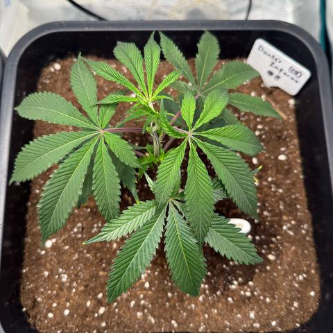 Dante‘s Inferno #8 growlog timeline photo